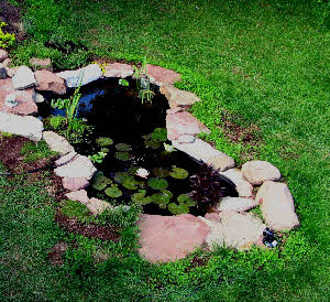 A beautiful backyard pond in New Brunswick, Canada.